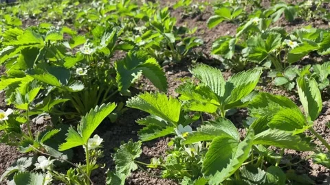 Strawberries bloom on the plantation Stock Footage 239539345