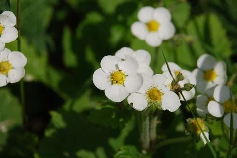 Strawberries bloom under the sun. Stock Photos
