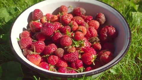 Strawberries Bowl Stock Footage 301624447