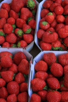 Strawberries in boxes Foto stock