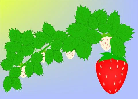 Strawberries on the branch Illustrazione stock