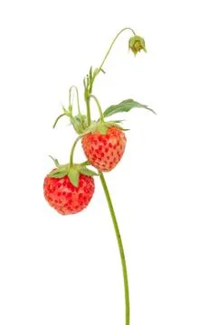 Strawberries on branch Stock Photos