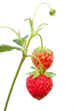 Strawberries on branch Stock Photos