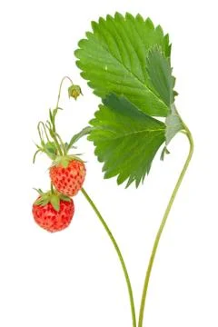 Strawberries on branch Stock Photos