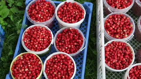 Strawberries in buckets Stock Footage 51678403