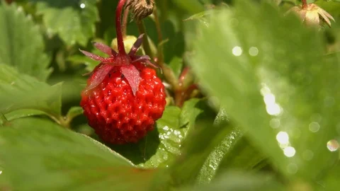 Strawberries. Close-up. Focus out. Stock Footage 70131436