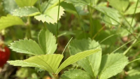 Strawberries. Close-up. Stockbeeldmateriaal 70131896