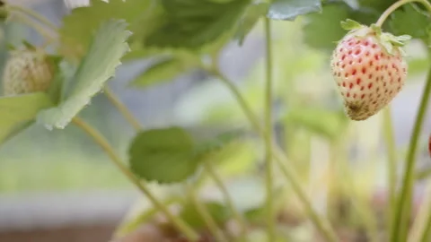 Strawberries Close Up Stock Footage 137559354
