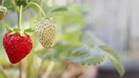 Strawberries Close Up Stock Footage 137559458