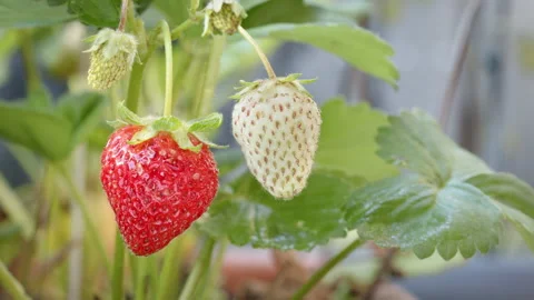 Strawberries Close Up Stock Footage 137559508
