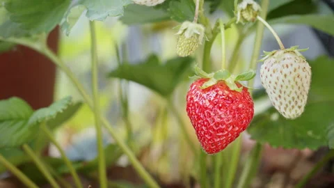 Strawberries Close Up Stock Footage 137559620