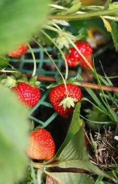 Strawberries close up Stock Photos