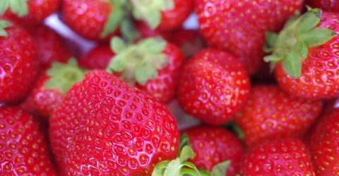 Strawberries in different sizes Stock Photos