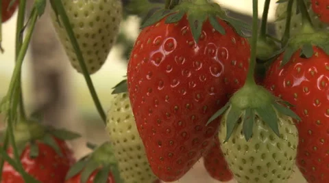Strawberries extreme close up Video stock 40617559