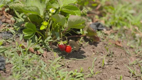 Strawberries farm Stock Footage 237140213