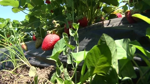 Strawberries in field Stock Footage 50583808