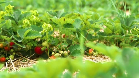 Strawberries in the Field Stock Footage 115260262