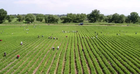 Strawberries  field Stock Footage 133443213