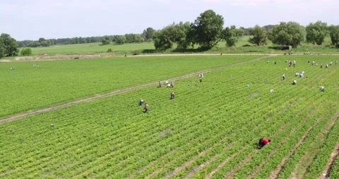Strawberries  field Stock Footage 133444104