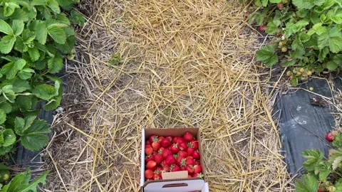 Strawberries field Stock Footage 245079183