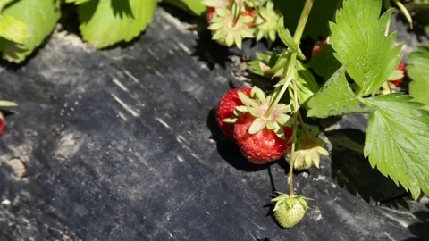 Strawberries on foil Stock Footage 81810810