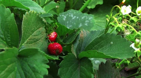 Strawberries Stock Footage 58314354