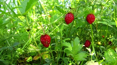 Strawberries Stock Footage 68803970
