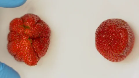 Strawberries Stock Footage 108804049