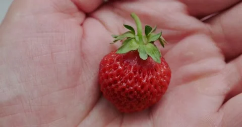 Strawberries Stock Footage 132369904