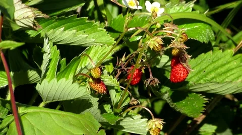 Strawberries in the forest Stock Footage 68803968