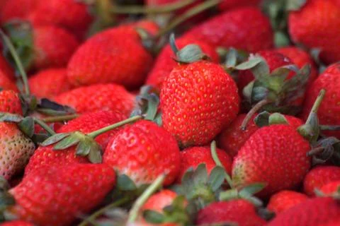 Strawberries fresh Stock Photos