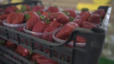 Strawberries in fruit boxes Stock Footage 82255110