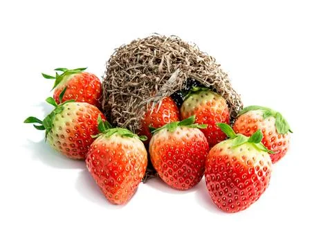 Strawberries fruit Stock Photos