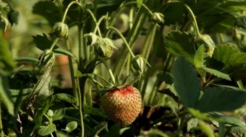 Strawberries in garden. Stock Footage 34751731