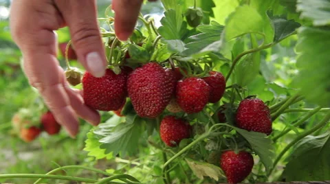 Strawberries in the garden Stock Footage 53453942