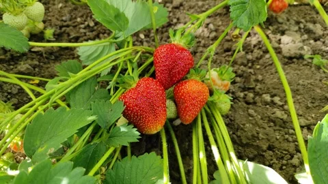 Strawberries in the garden Video stock 337910258