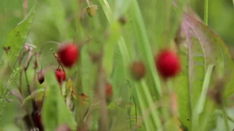 Strawberries in the grass (close-up) Stock Footage 40190442
