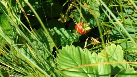 Strawberries in the grass Stock Footage 78349957