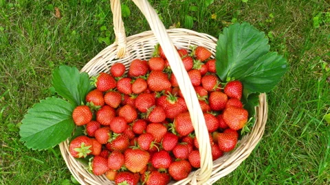 Strawberries on the grass Stock Footage 295304600