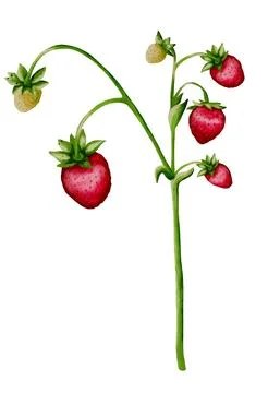 Strawberries on a green stem create a vibrant watercolor pattern for textil.. Stock Illustration