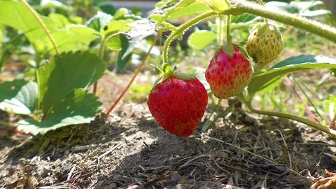 Strawberries grow in their natural environment Stock Footage