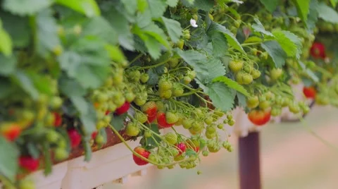 Strawberries growing in the field Stock Footage 51396558