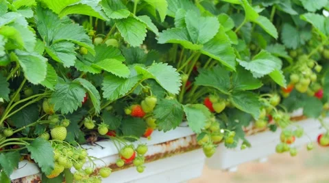 Strawberries growing in the field Stock Footage 51396653