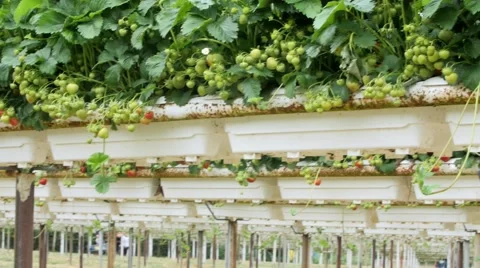 Strawberries growing in the field Stock Footage 51396691