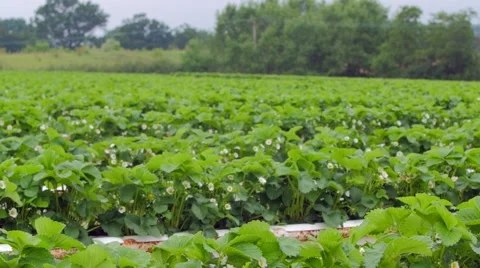 Strawberries growing in the field Stock Footage 51396731