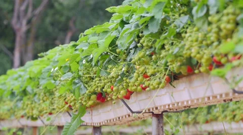 Strawberries growing in the field Stock Footage 51396740