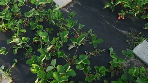 Strawberries growing Stock Footage 156631721