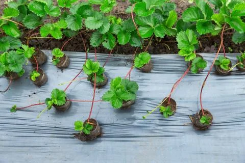 Strawberries growing Stock Photos
