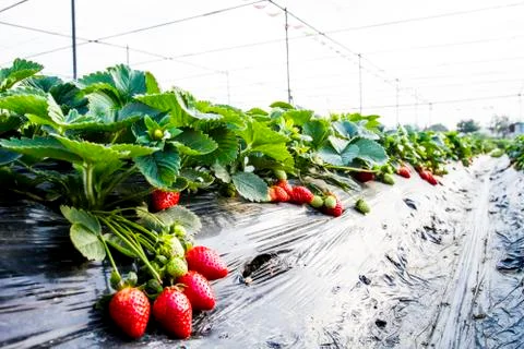 Strawberries growing Stock Photos