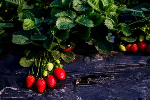 Strawberries growing Stock Photos